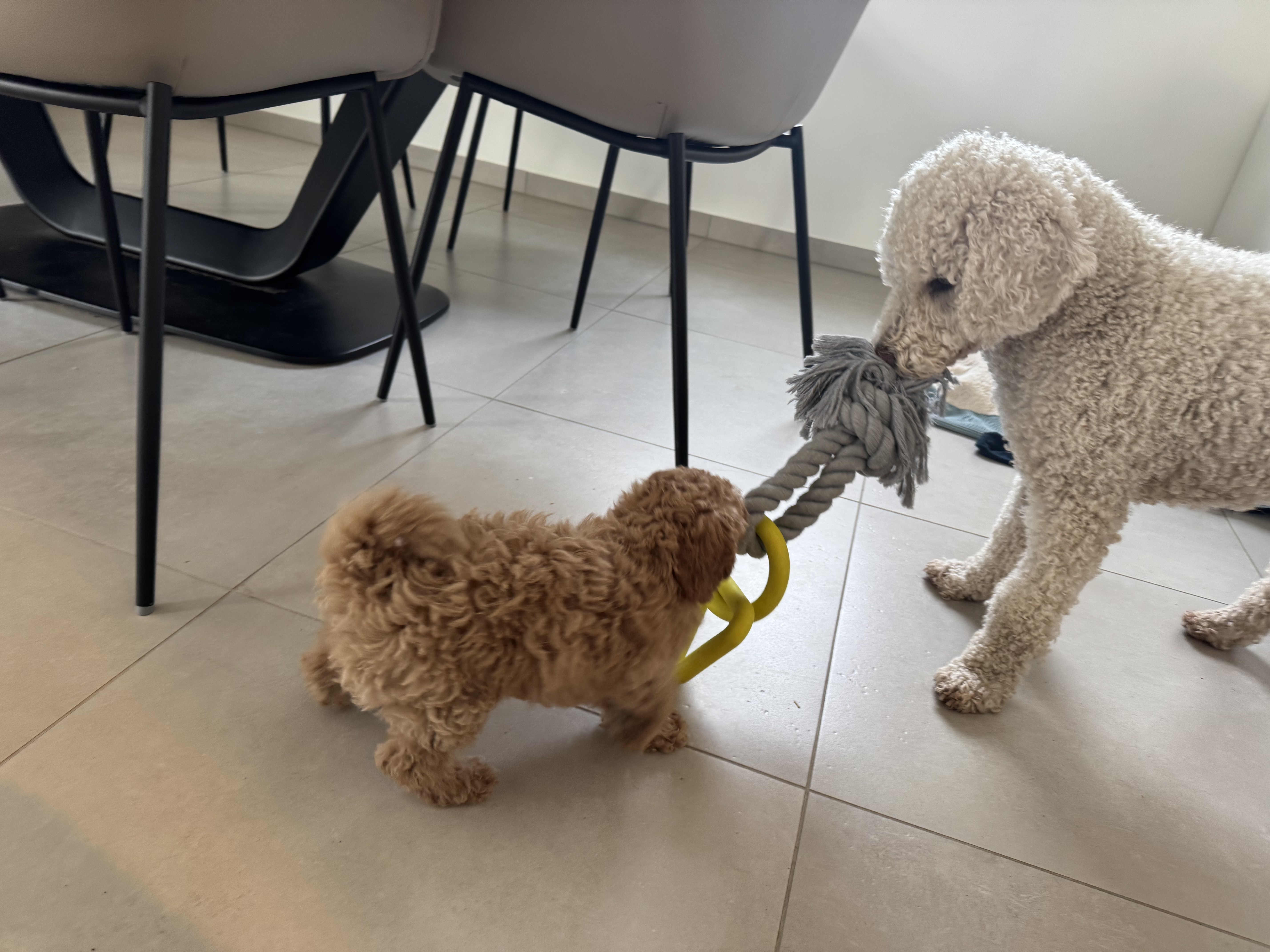 Maya, Spanischer Wasserhund (Perro de Agua Español), im Alltag – Foto 15