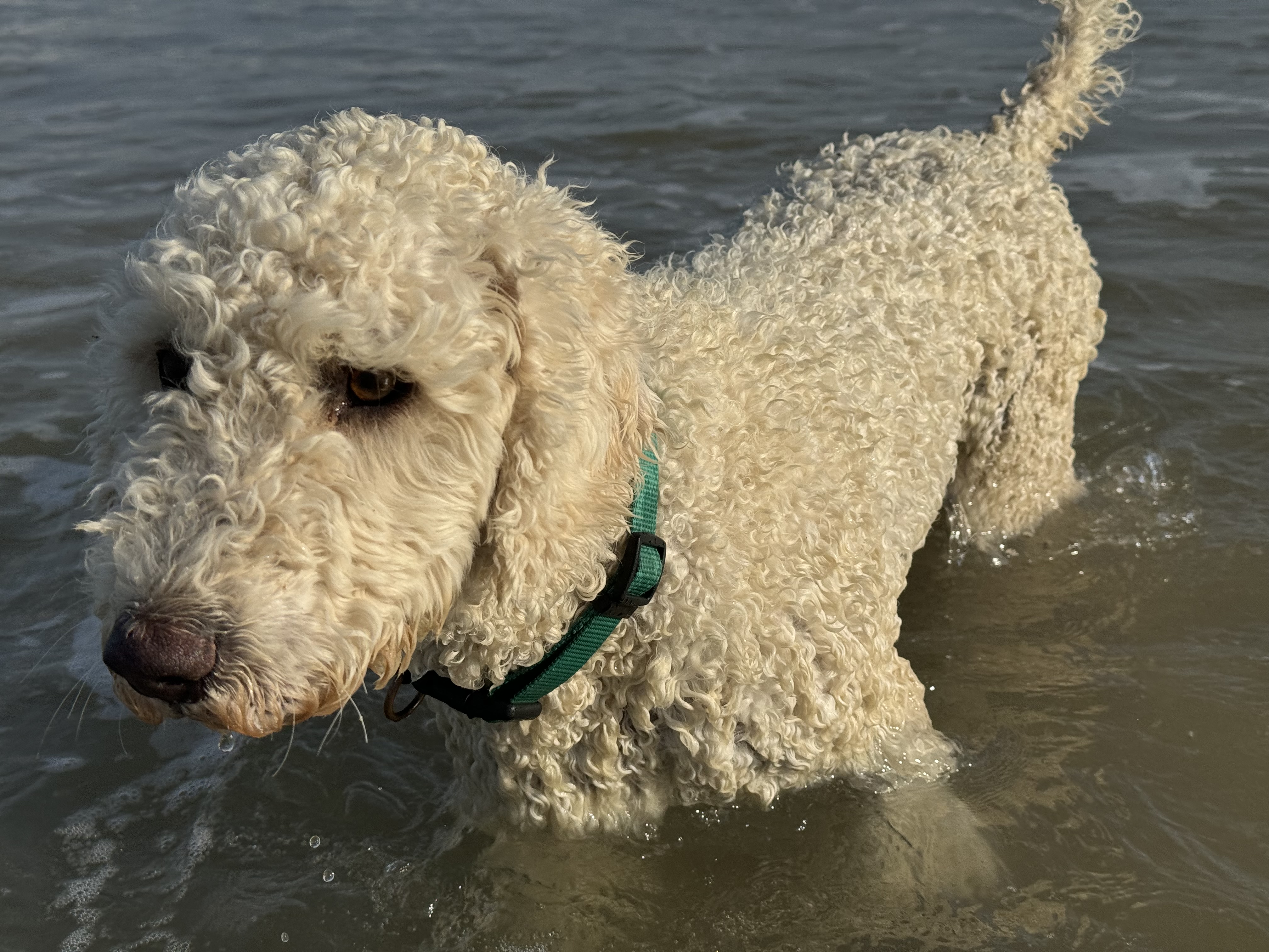 Maya, Spanischer Wasserhund (Perro de Agua Español), im Alltag – Foto 3