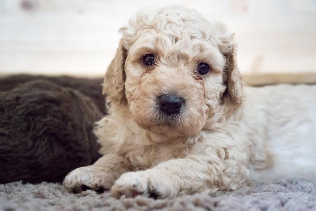 Perro de Agua Español Welpe mit hellem Lockenfell liegt auf einer Decke